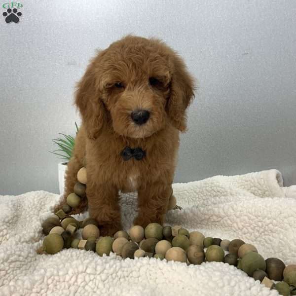 Calvin, Miniature Poodle Puppy